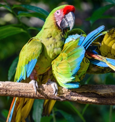 Military Macaw, by Alejandro Sanchez Ortiz