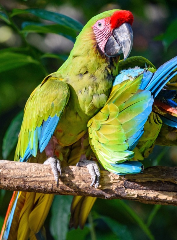 Military Macaw, by Alejandro Sanchez Ortiz