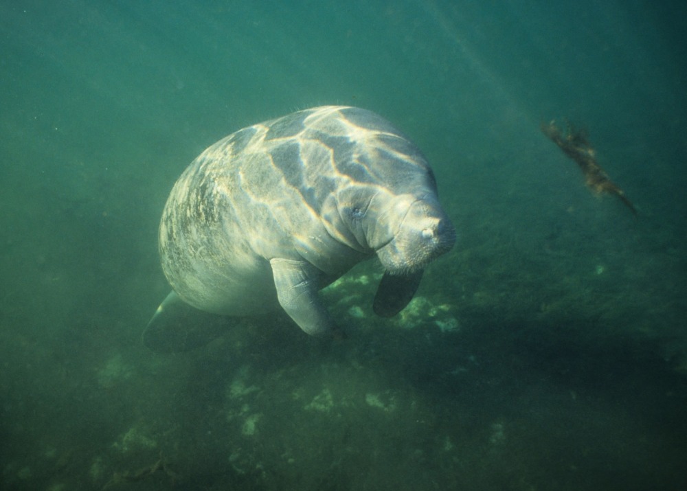Amazonian Manatee, by Coulanges