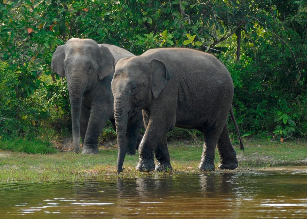 African Forest Elephant, courtesy of Wildlife Alliance