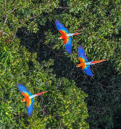 Macaws fly over the Brazilian Amazon Rainforest, by Ricardo Stuckert
