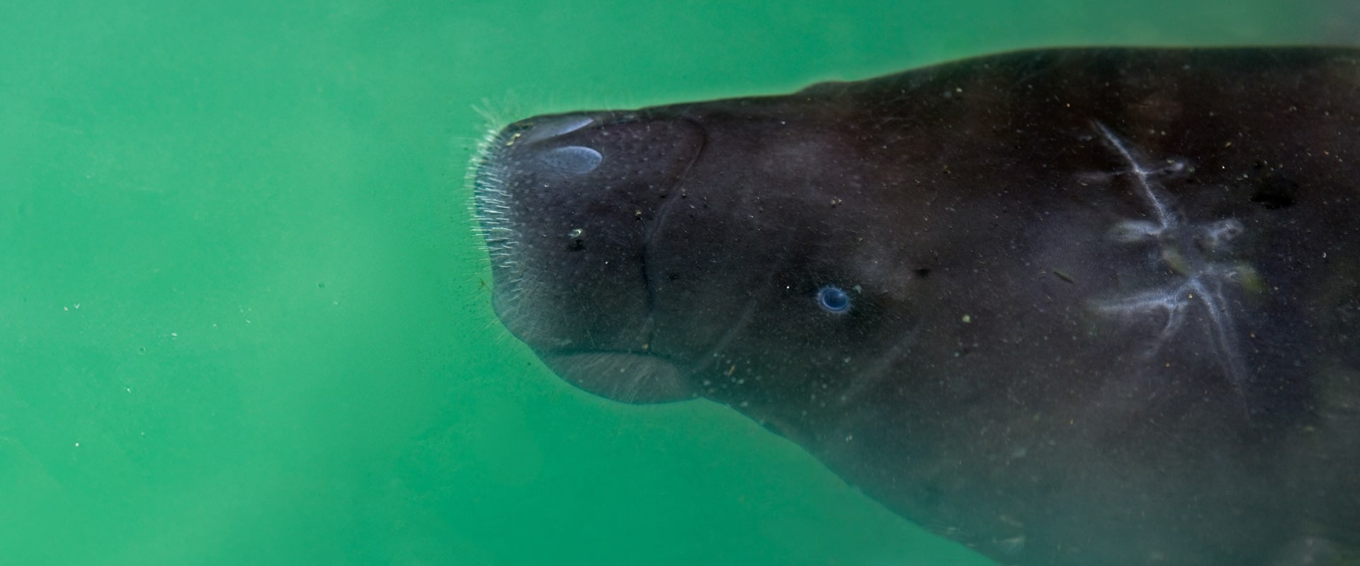 Manatee © Mark Carwardine
