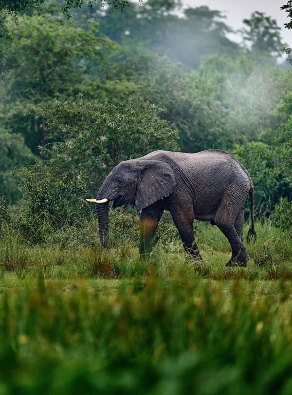 African Forest Elephant, by Ondrej Prosicky