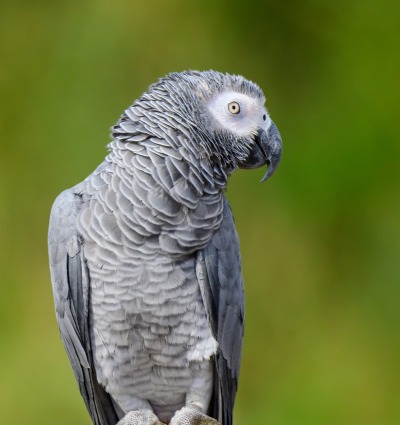 African Gray Timneh, by Ploypemuk