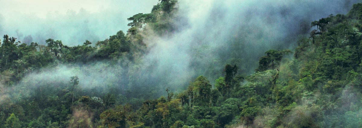 Ecuadorian Chocó rainforest, by Jocotoco