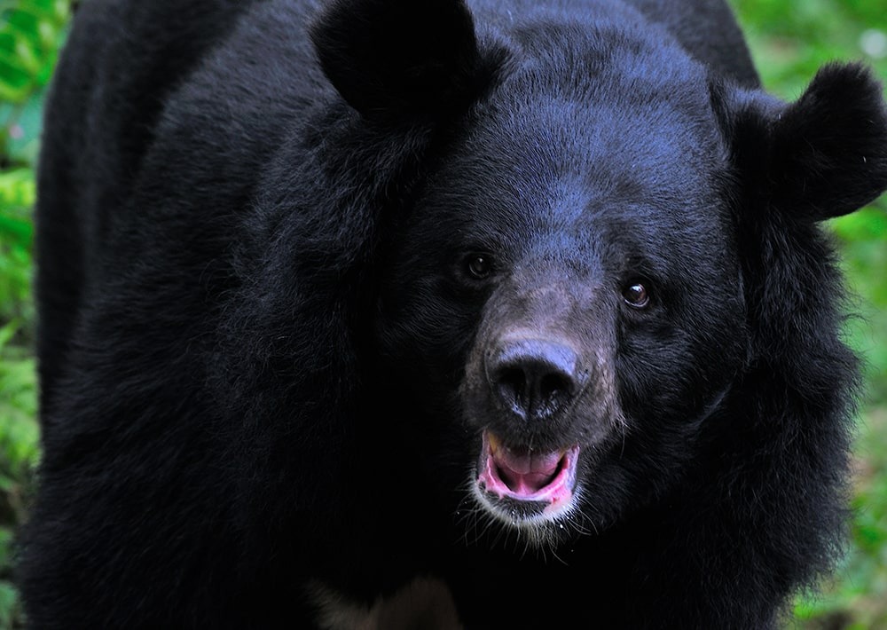 Himalayan Black Bear, by Rajesh Nayak
