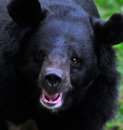Himalayan Black Bear, by Rajesh Nayak