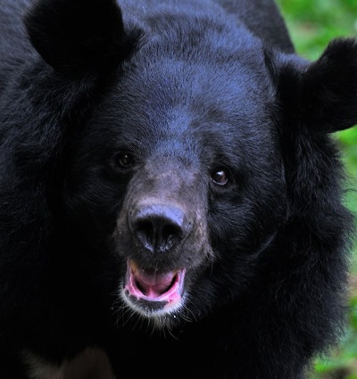 Himalayan Black Bear, by Rajesh Nayak
