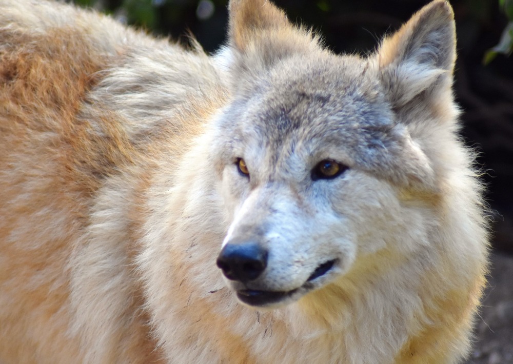 Himalayan Wolf, by Gallaxy