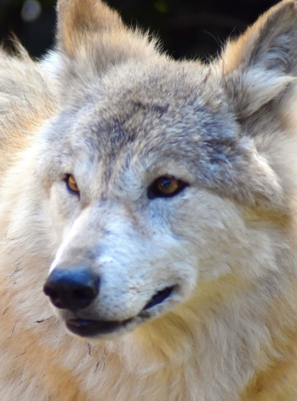 Himalayan Wolf, by Gallaxy