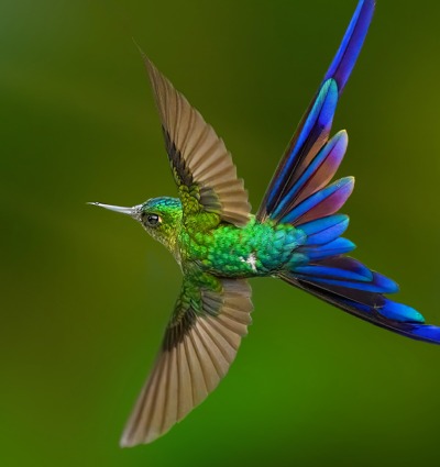 The Violet-tailed Sylph makes its home in the Quito-Cayapas Landscape, by FotoRequest