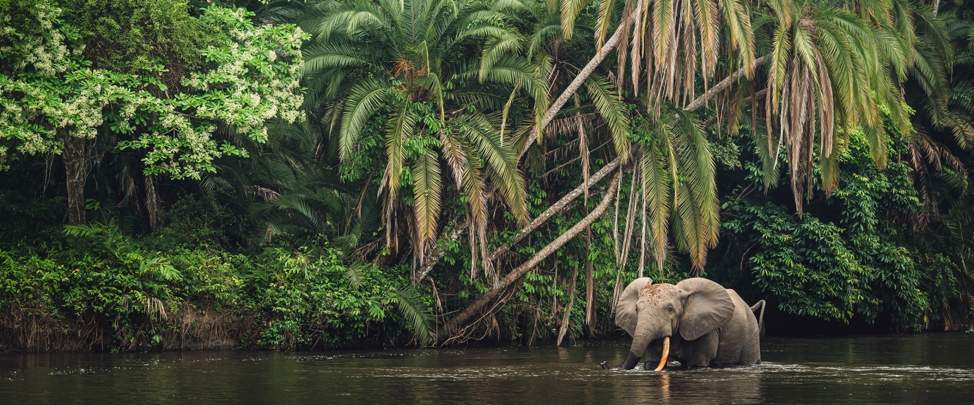African Forest Elephant, by Roger de la Harpe