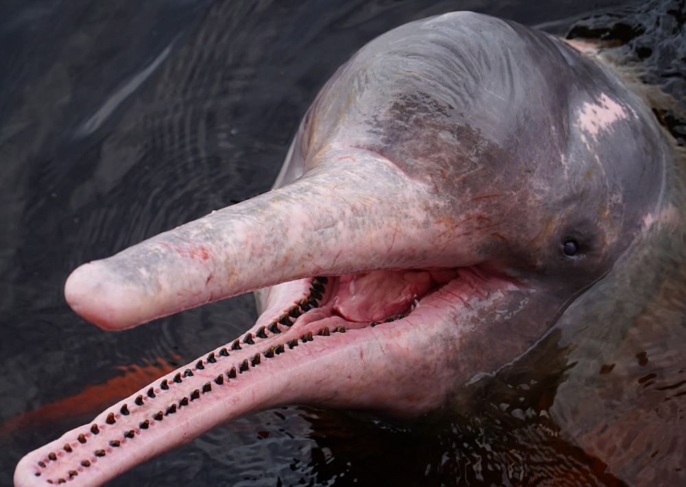 Amazon River Dolphin, courtesy of Juerginho