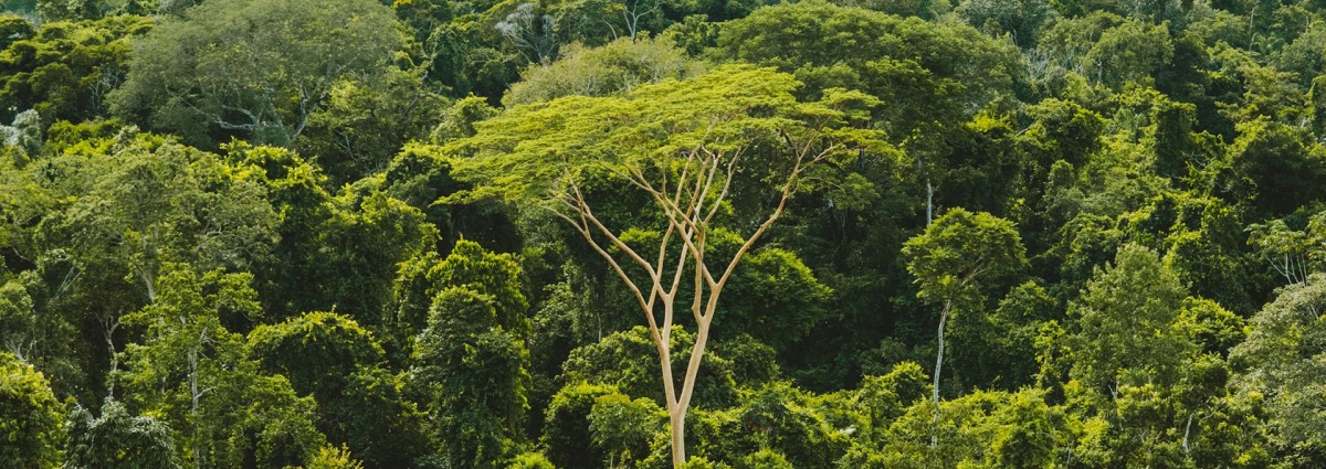 The Brazillian Amazon rainforest, by Rainforest Collection