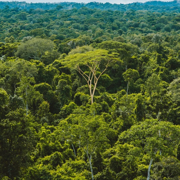 The Brazillian Amazon rainforest, by Rainforest Collection