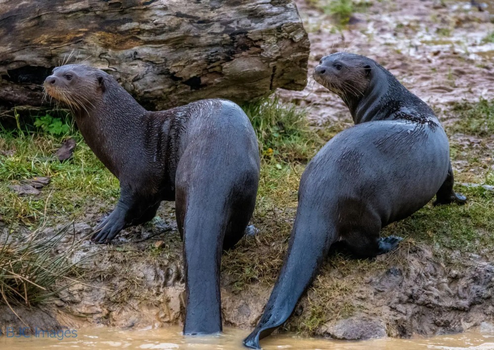 Giant River Otter, courtesy Rainforest Foundation US