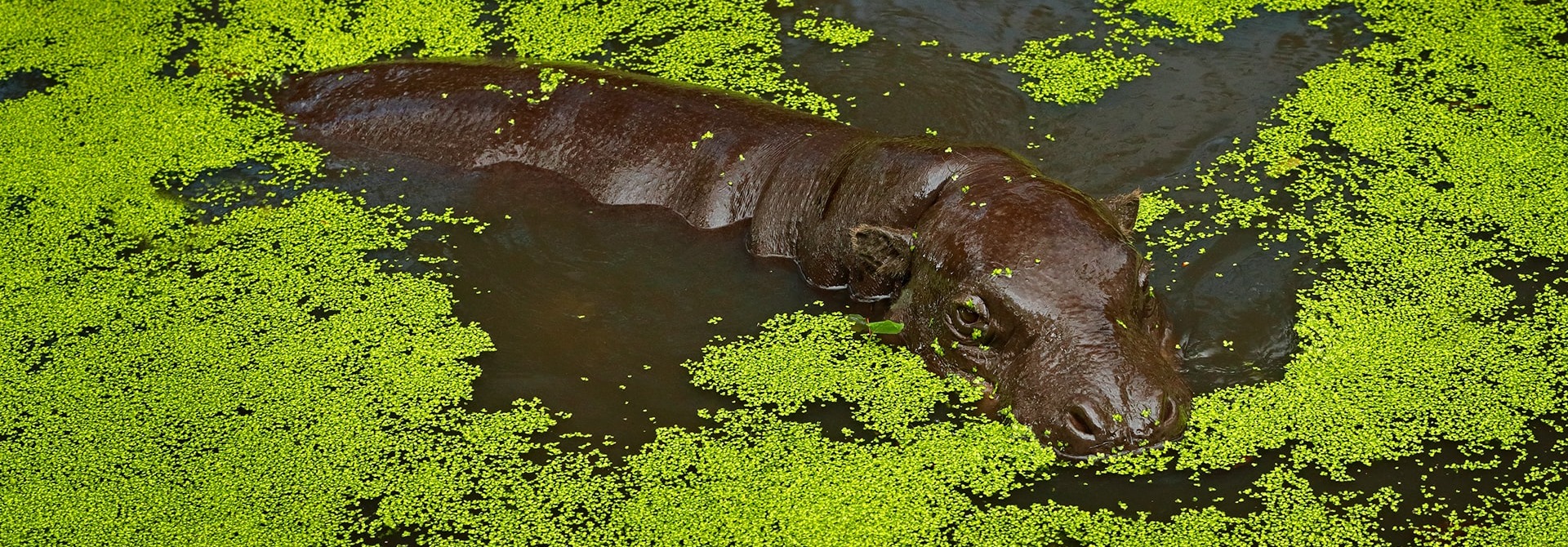 The Pygmy Hippo of Liberia
