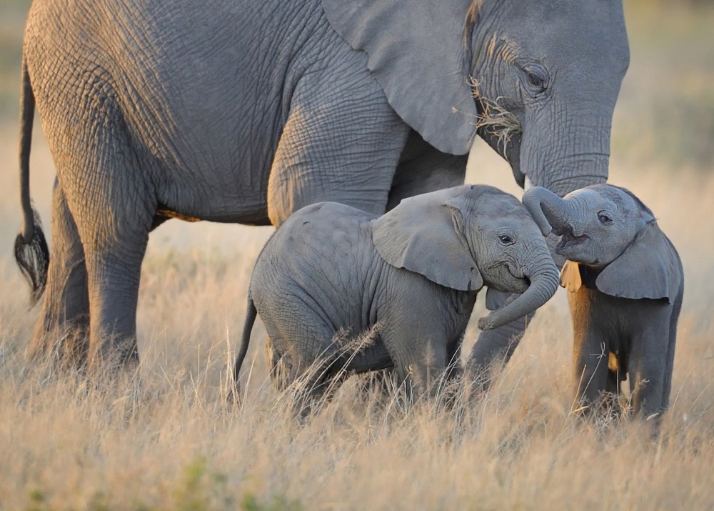 Elephants
