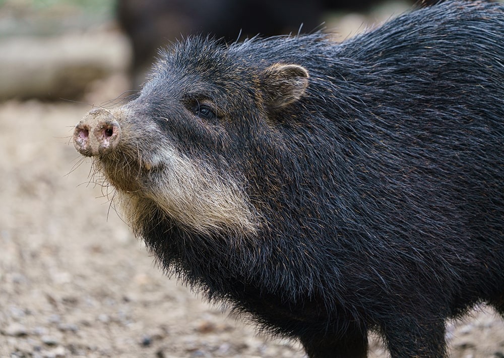 The Chacoan Peccary, by Lubos Chlubny