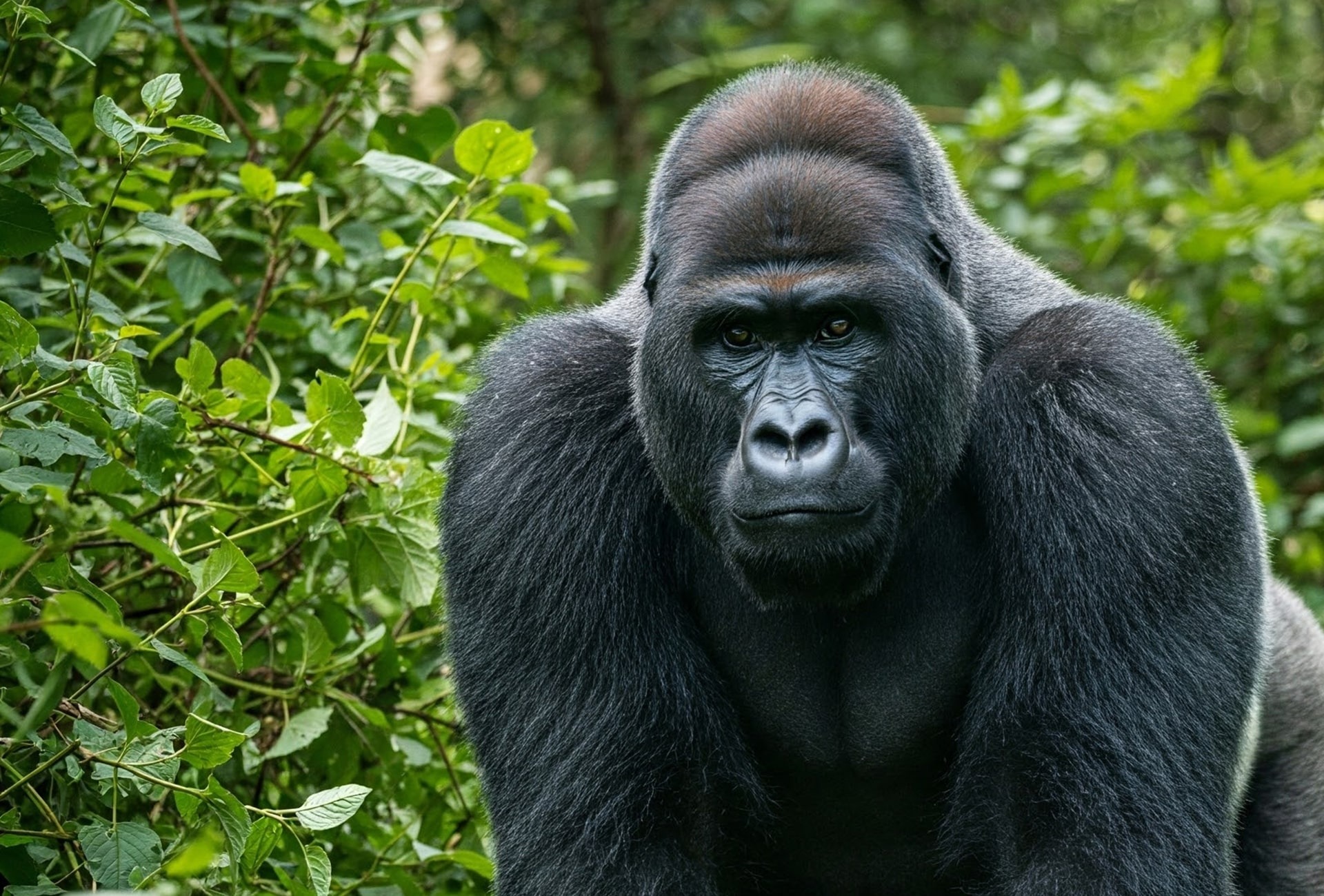 Eastern Lowland Gorilla, by Tanongsak Fongphrae