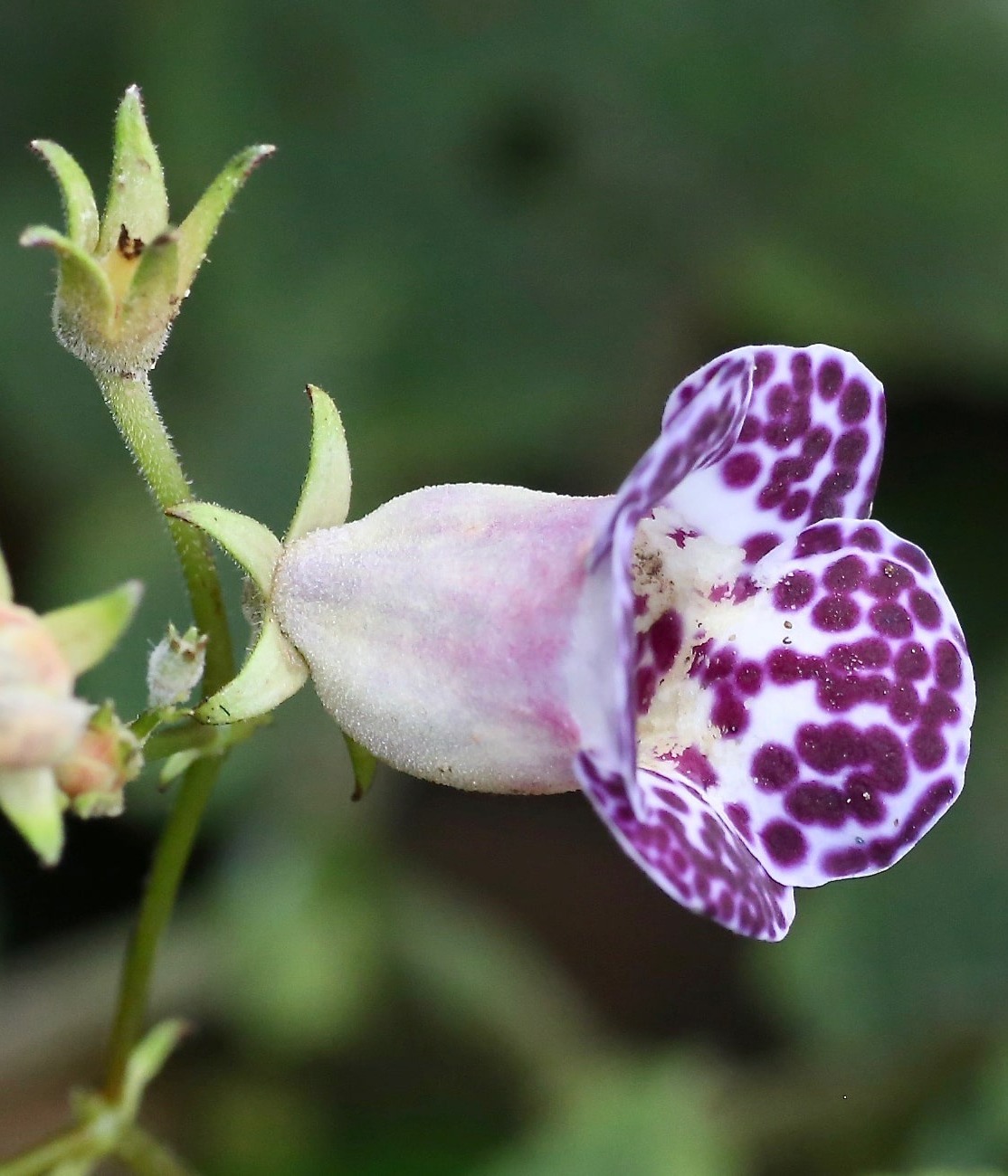The Monopyle paniculata orchid, by Dr. Alexey Yakovlev/Wikimedia Commons
