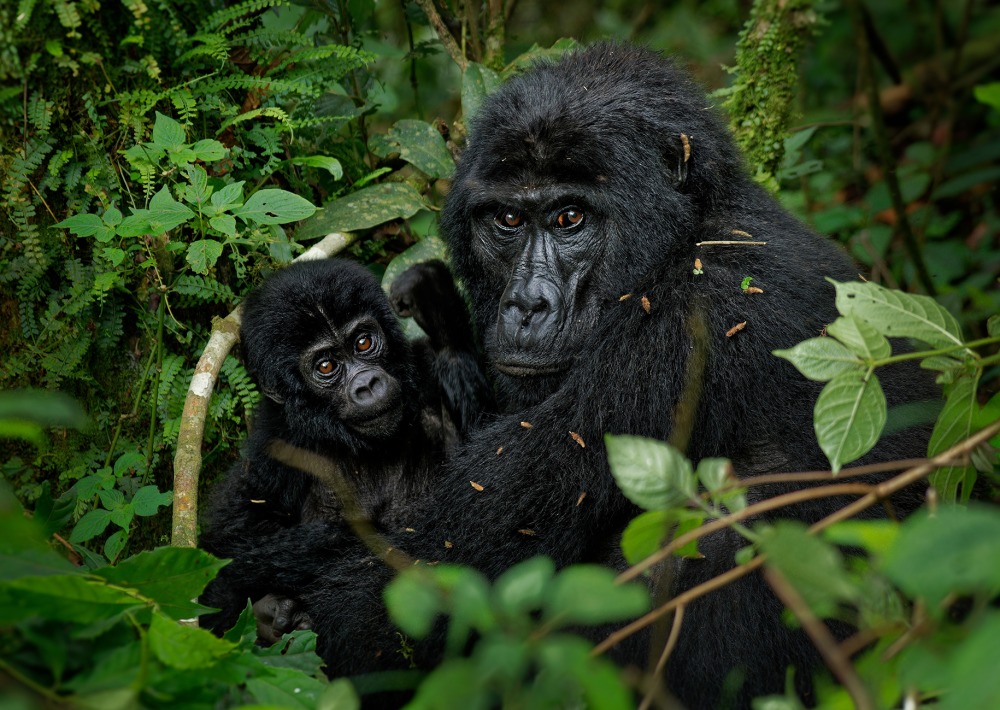 Mother and baby Grauer's Gorilla or Eastern Lowland Gorilla, by Martin Pelanek