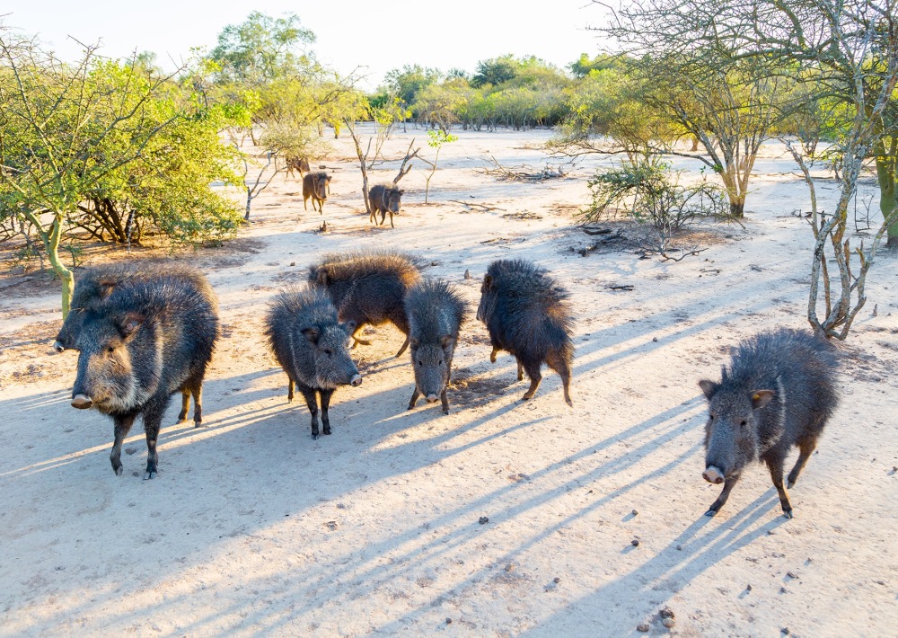 Group of Chacoan Peccary, by Maloff