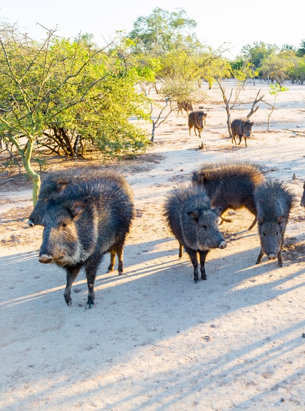Group of Chacoan Peccary, by Maloff