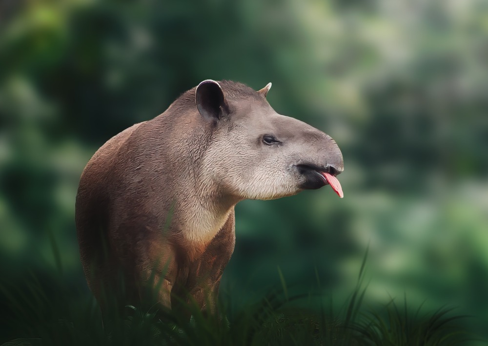 Lowland Tapir, by Diego Grandi