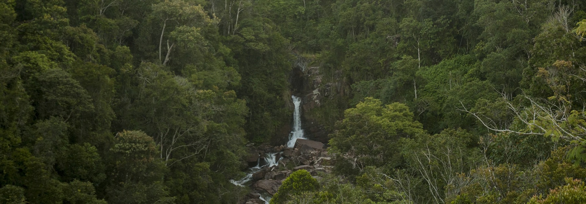 The Vohimana Forest of Madagascar