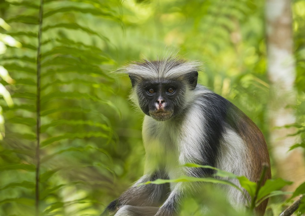 Red Colobus, by Sander Meertins Photography