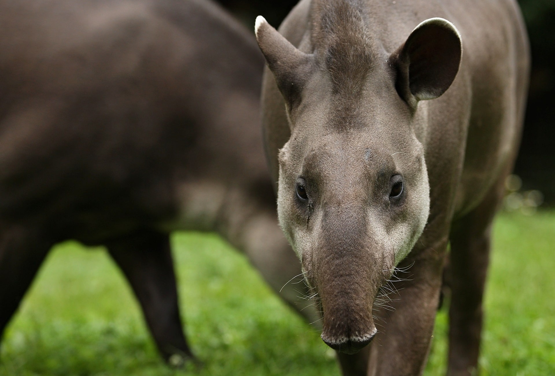 Lowland Tapir or South American Tapir, by PhotocechCZ