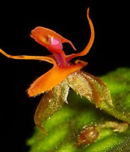 Dracula Orchid
