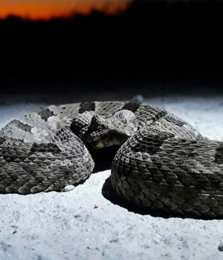 Albany Adder