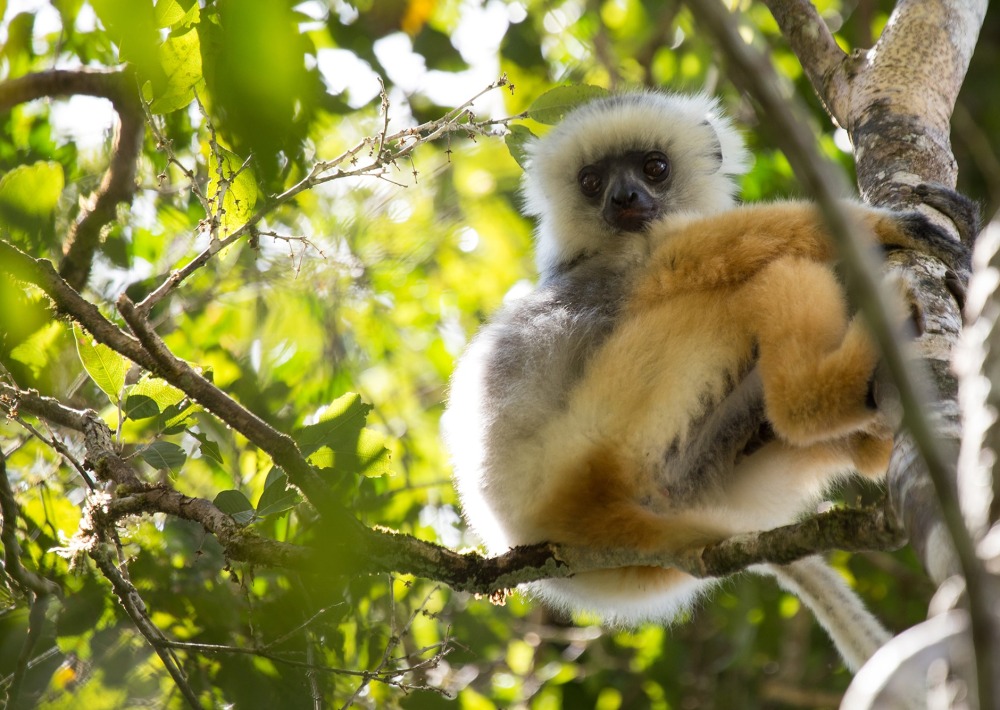 One of the largest living lemurs, a Diademed sifaka Lemur, by Michael Sale