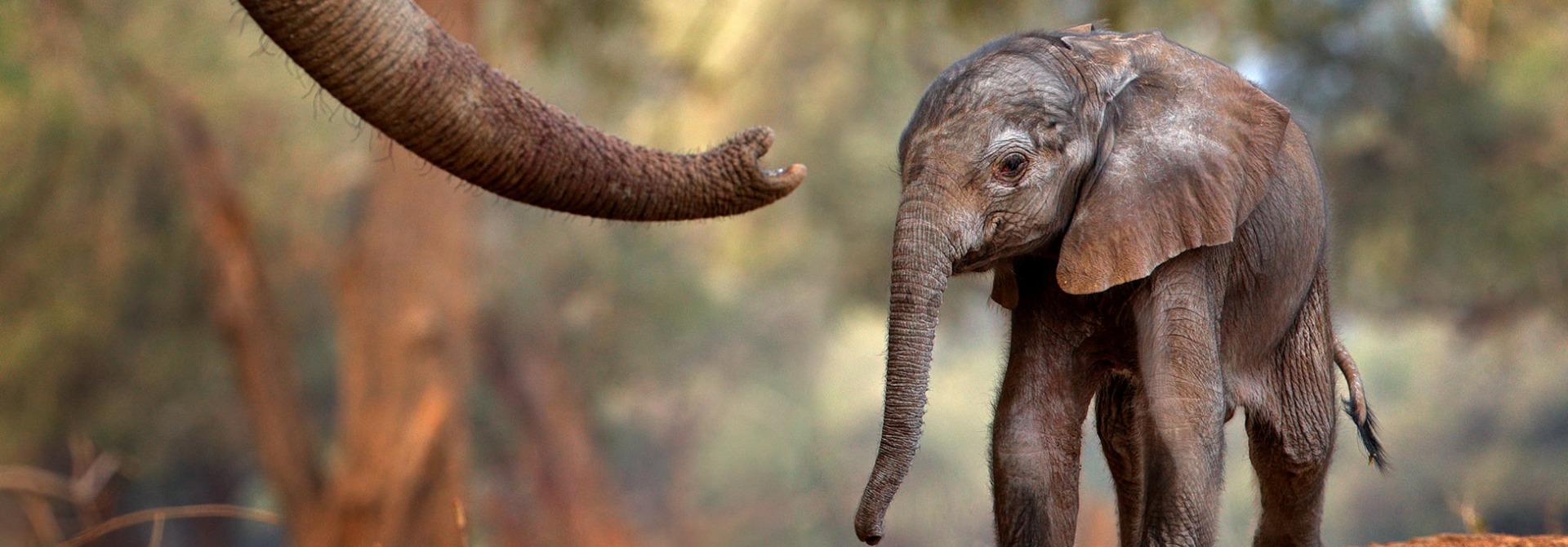 Baby African Elephant