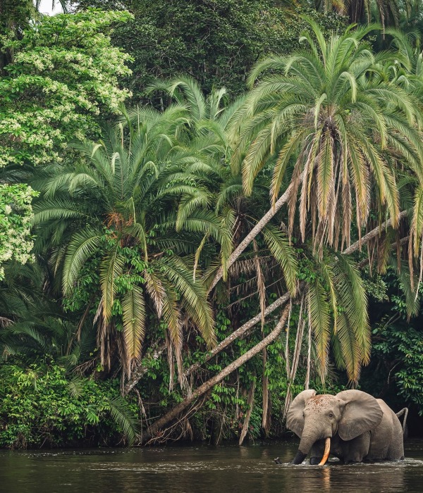 African Forest Elephant, by Roger de la Harpe