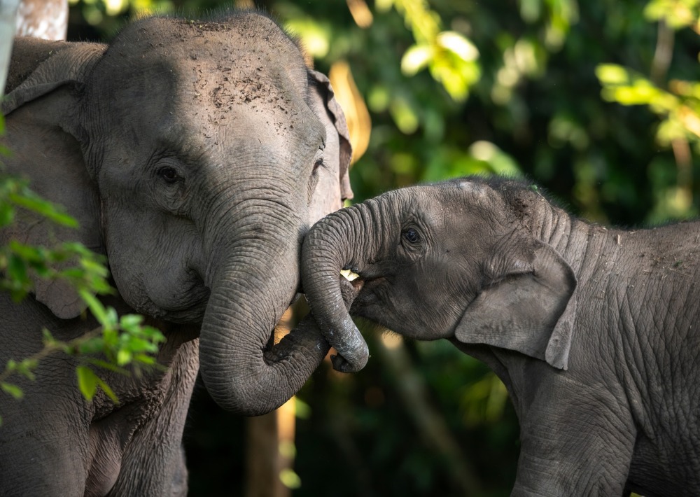 Asian Forest Elephant, by Independent Birds
