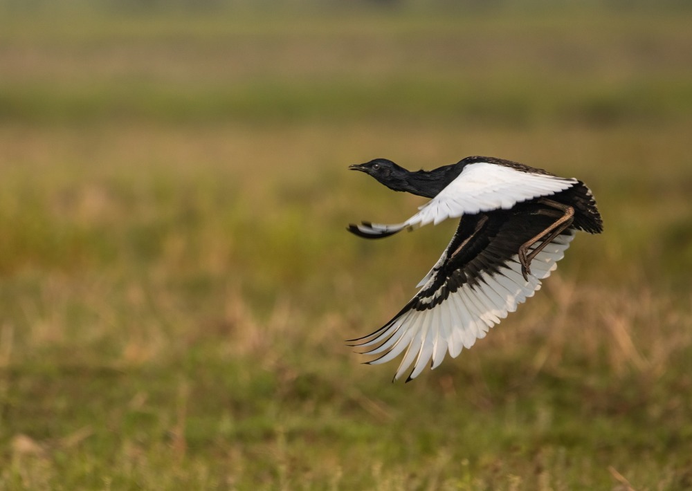 Bengal Florican, by surajeet96