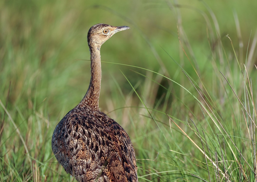 Female Bengal Florican, courtesy WCS