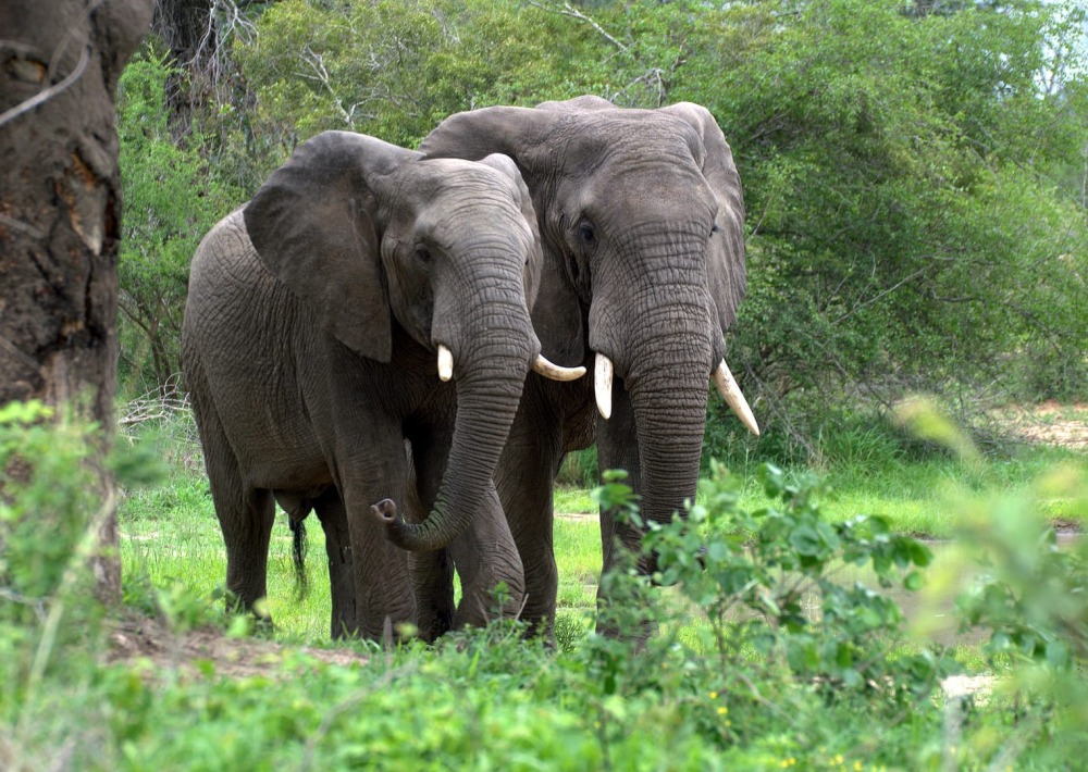 African Forest Elephant (public domain photo)