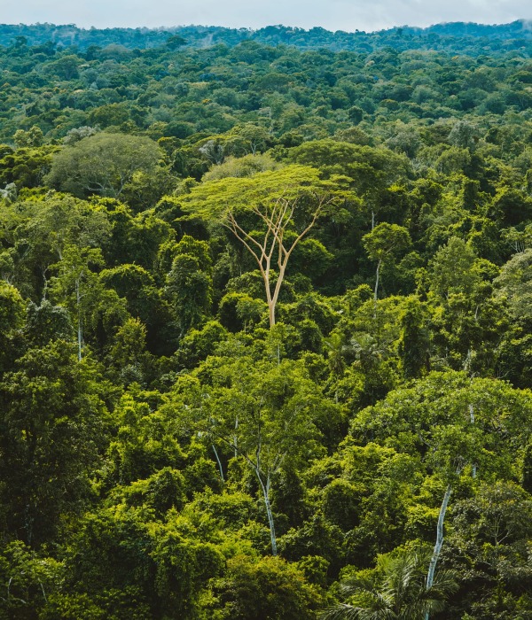 The Brazillian Amazon rainforest, by Rainforest Collection