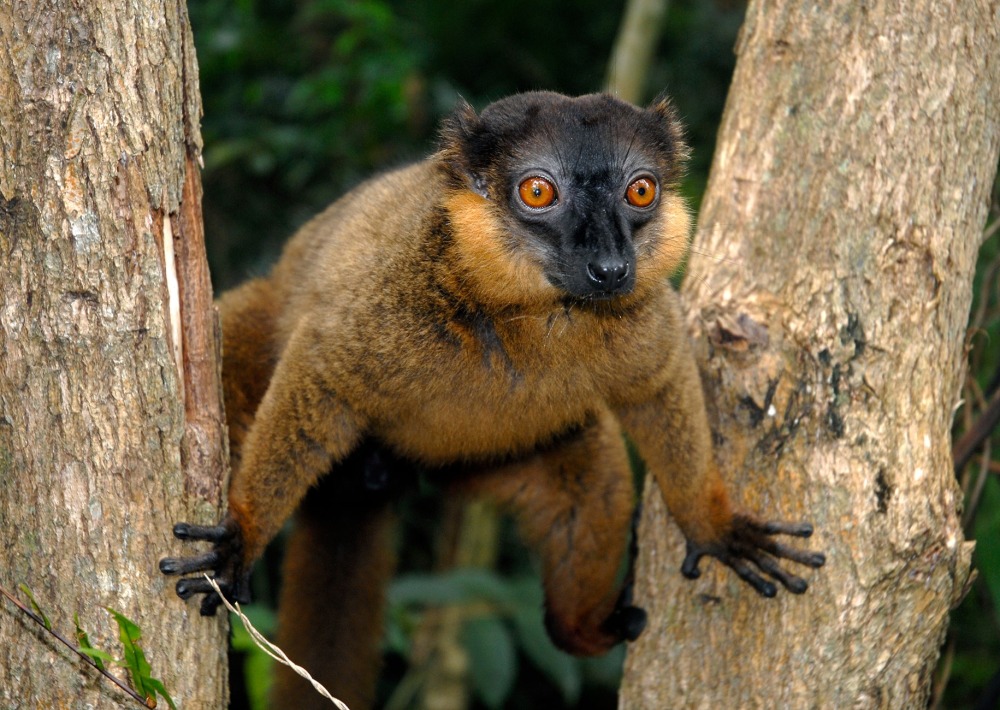 Collared Brown Lemur, by Coulanges