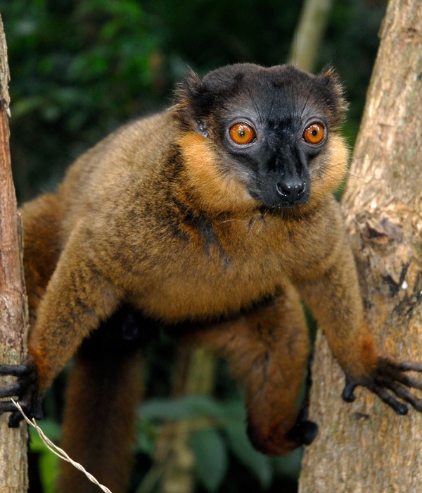 Collared Brown Lemur, by Coulanges