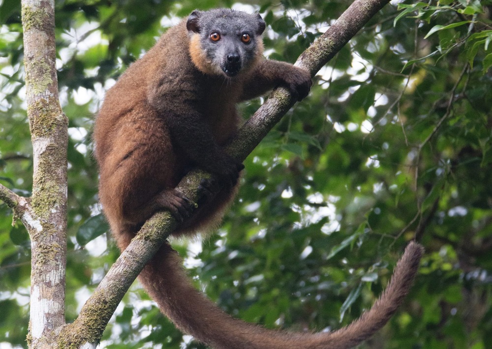 Collared Brown Lemur (Eulemur collaris), by Nitidae