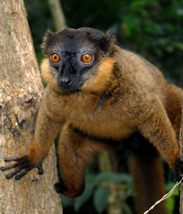 Collared Brown Lemur of Madagascar, by Coulanges