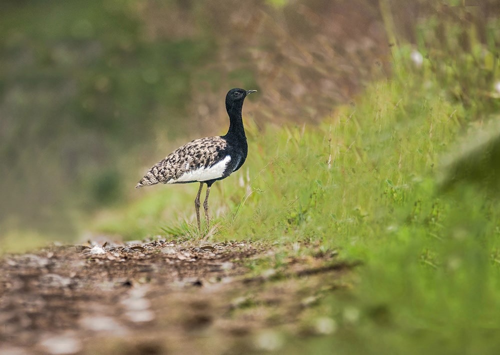 The Bengal Florican, by Nejib Ahmed