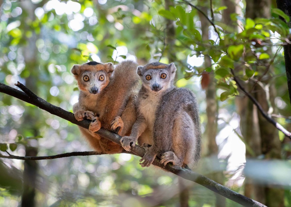 The Endangered Crowned Lemur courtesy of Zaruba Ondrej/shutterstock