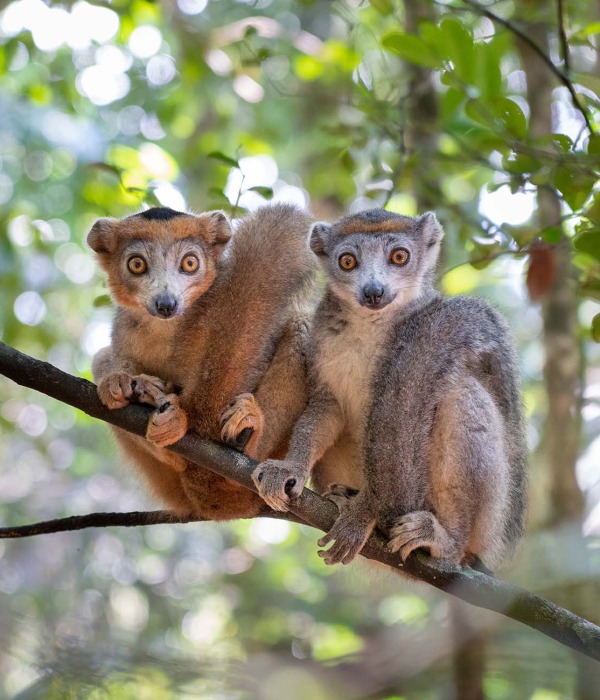 The Endangered Crowned Lemur courtesy of Zaruba Ondrej/shutterstock