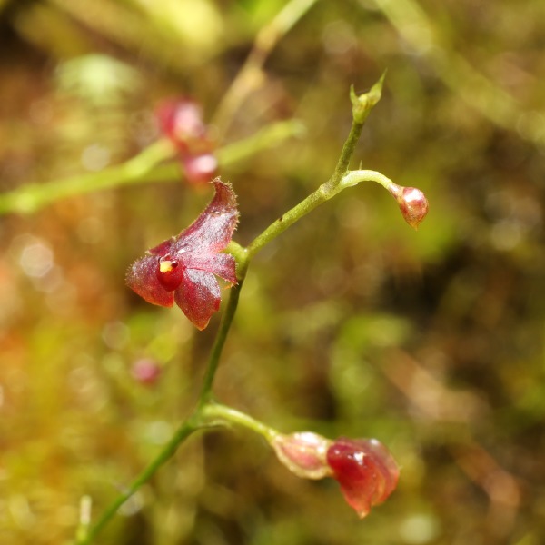 Platystele finleyae © FundaciĂ³n EcoMinga